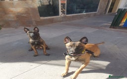 Pastor Belga Malinois perros en venta: Último cachorro de manilois !!! - Imagen 5