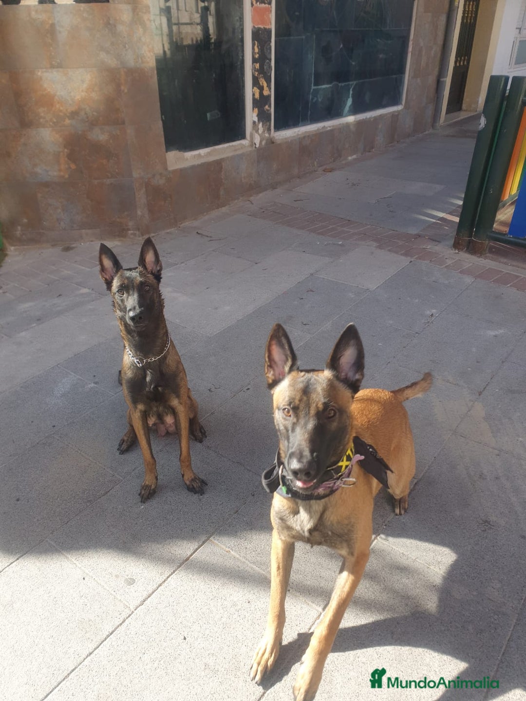 Pastor Belga Malinois perros en venta: Último cachorro de manilois !!! - Imagen 5