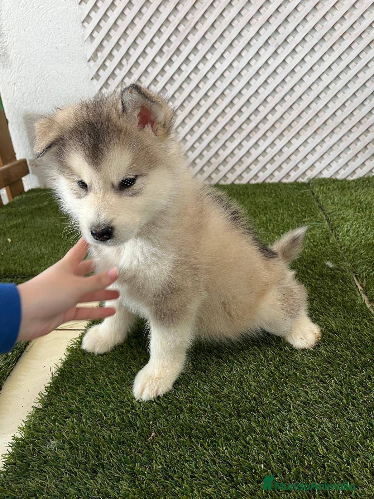 Alaskan Malamute perros ULTIMO MACHO DE LA CAMADA - Anuncio 1