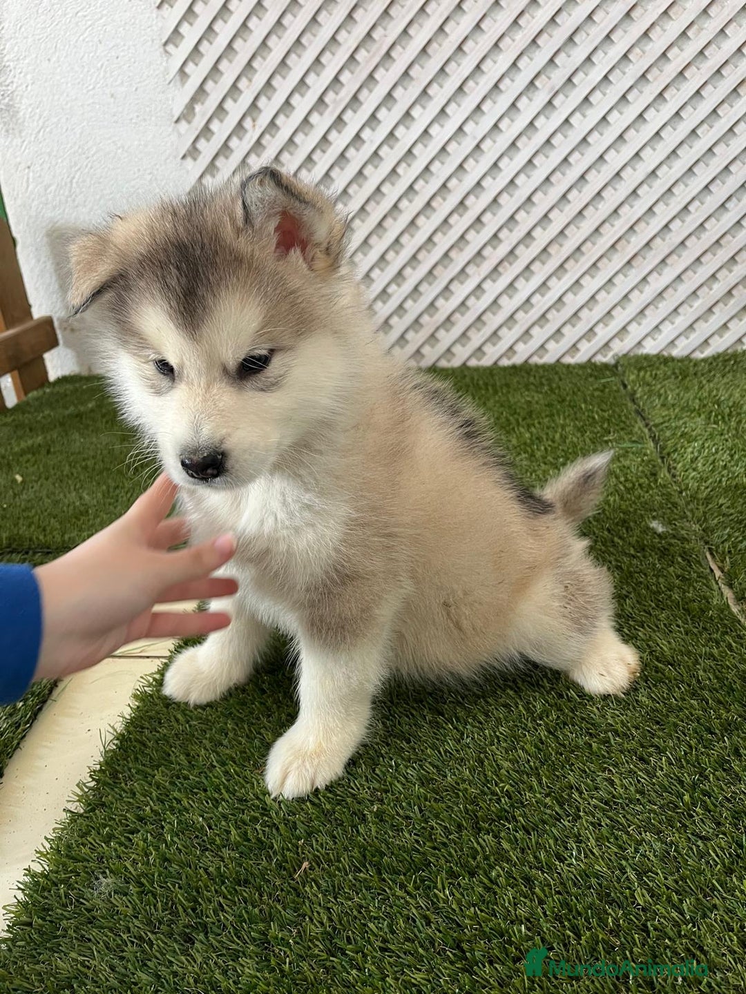 Alaskan Malamute perros en venta: ULTIMO MACHO DE LA CAMADA - Anuncio 1