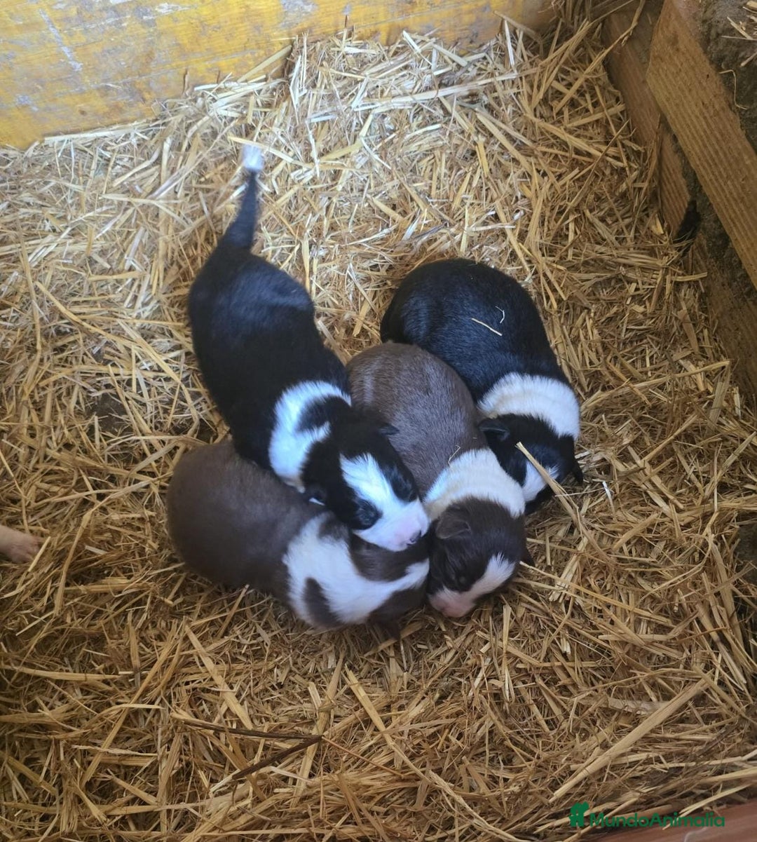 Border Collie perros en venta: Border collie  - Anuncio 5