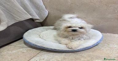 Bichón Maltés perros Oportunidad bichon maltés  - Anuncio 1