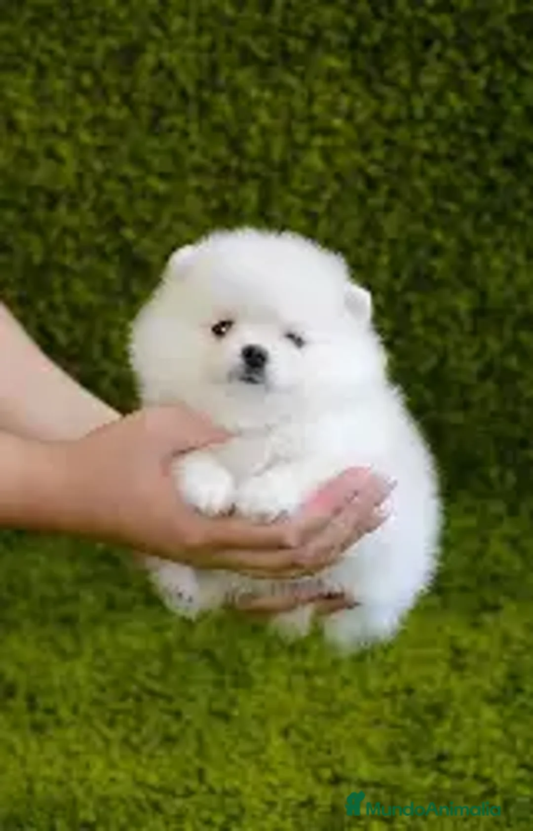 Pomerania perros en venta: POMERANIA MACHO  en Cáceres - Anuncio 1