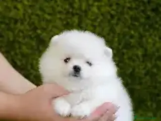 Pomerania perros POMERANIA MACHO en Cáceres - Anuncio 5