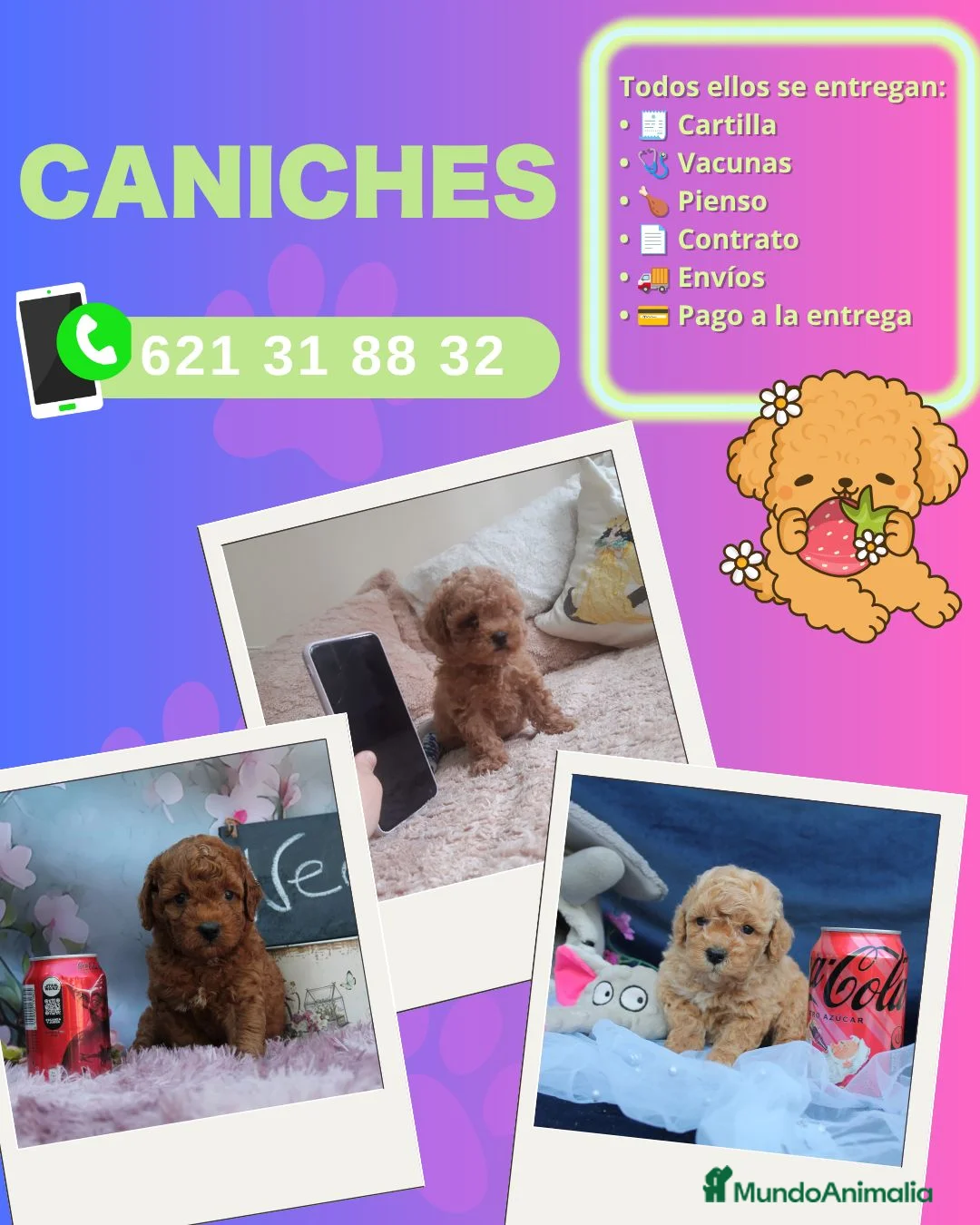 Caniche Enano perros en venta: Caniches enanos rojos y apricot - Anuncio 1