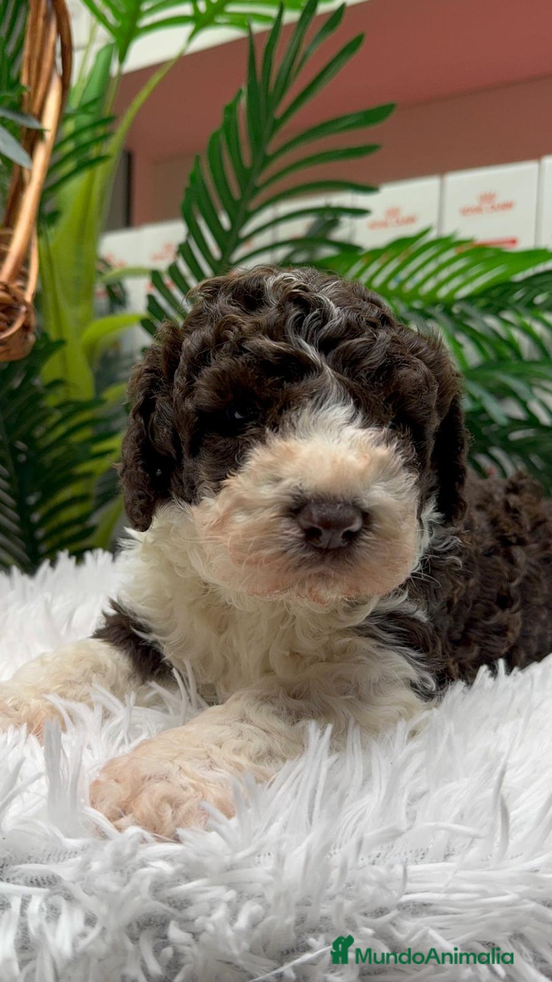 Perro de Agua Español perros en venta: PERRO DE AGUA ESPAÑOL MACHO - Anuncio 1