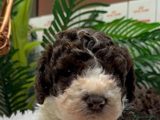 Perro de Agua Español perros PERRO DE AGUA ESPAÑOL MACHO - Anuncio 11