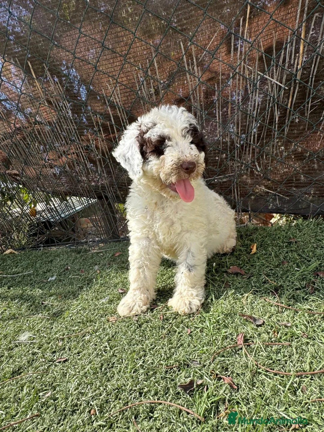 Perro de Agua Español perros en venta: PERRO DE AGUA - Anuncio 1
