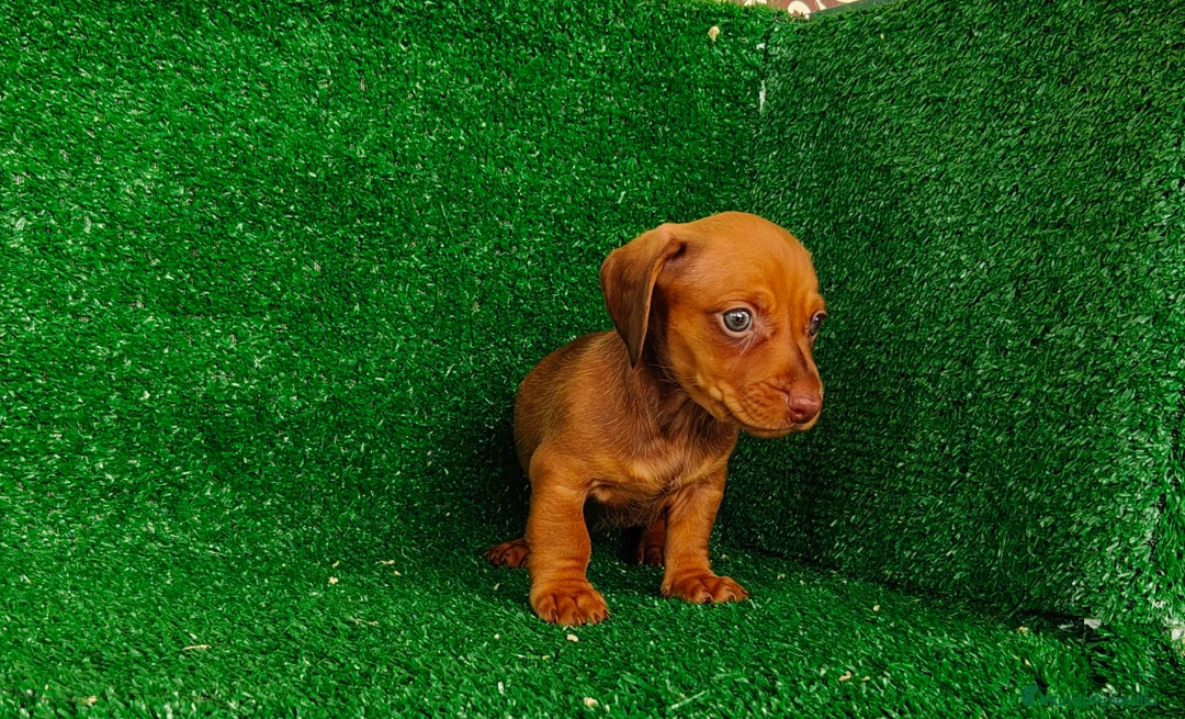 Teckel Miniatura perros en venta: Teckel miniatura - Anuncio 11