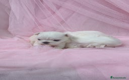 Bichón Maltés perros en venta: Bichón maltes ♂️♀️ - Imagen 2