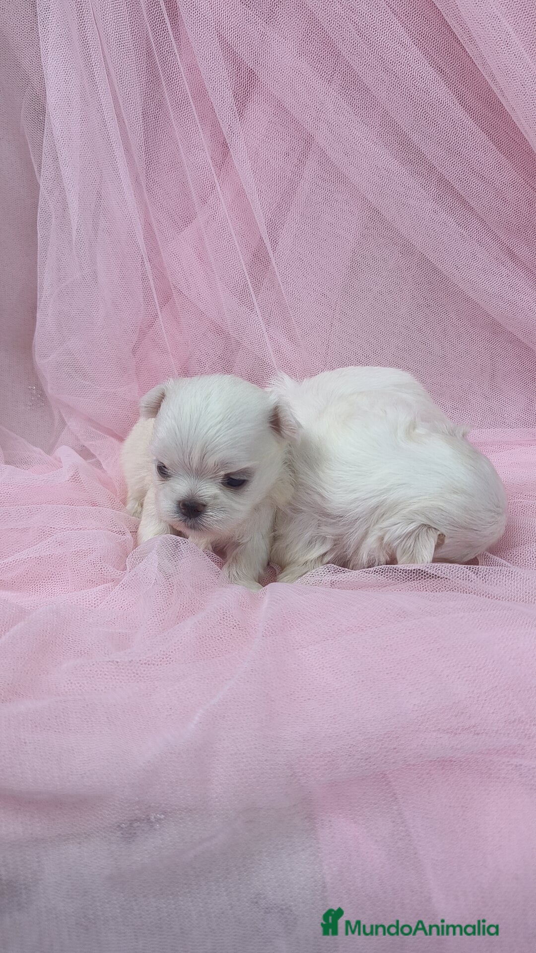 Bichón Maltés perros en venta: Bichón maltes ♂️♀️ - Imagen 2