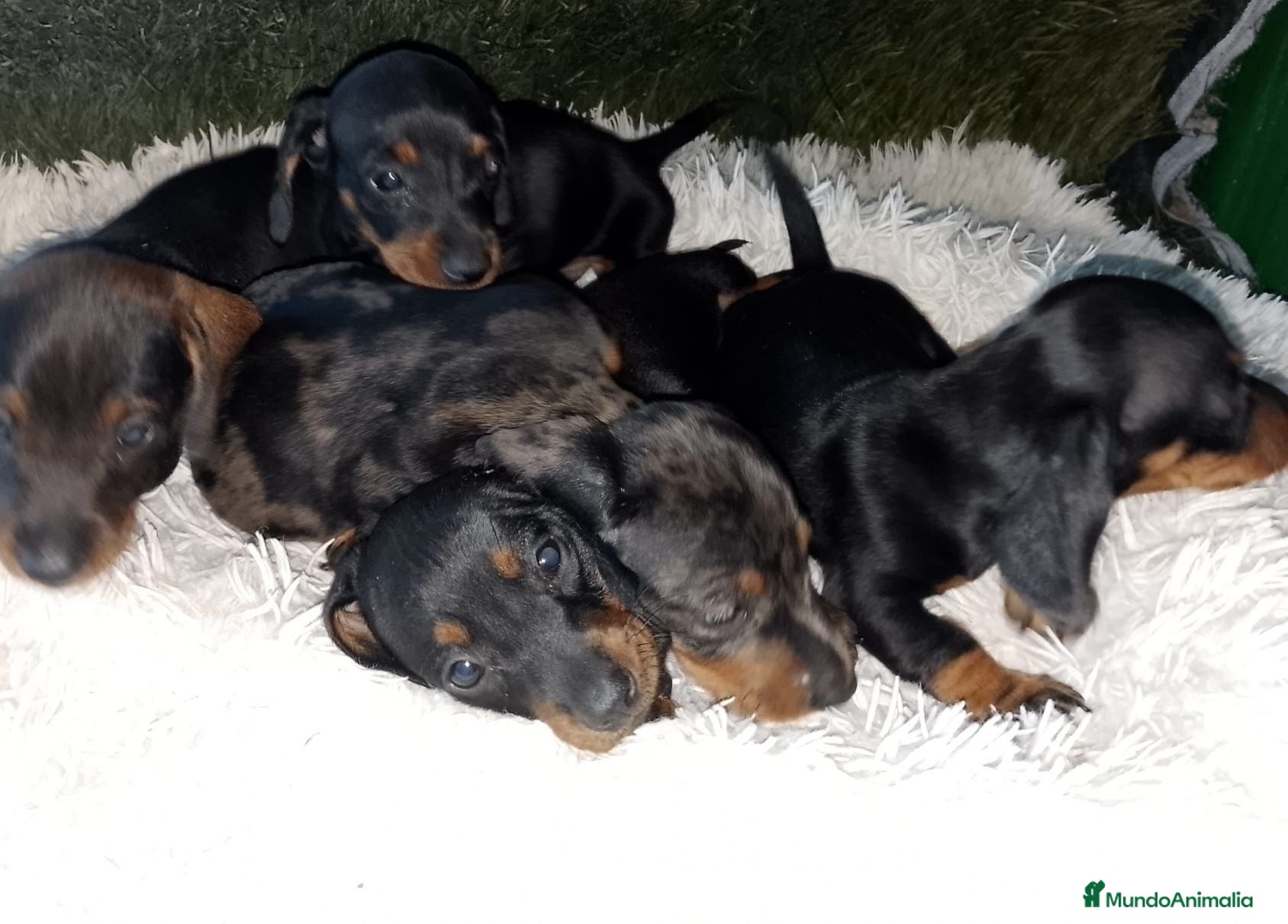 Teckel perros Teckel  - Anuncio 2