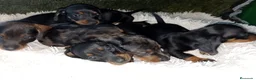 Teckel perros en venta: Teckel  - Anuncio 1