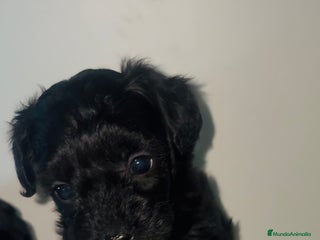 Maltipoo perros - Anuncio 12