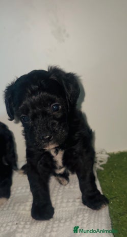 Maltipoo perros - Anuncio 14