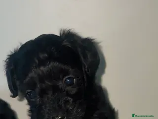 Maltipoo perros Maltipoo - Anuncio 1