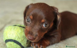 Teckel perros en venta: Teckel miniatura  en Madrid - Imagen 4