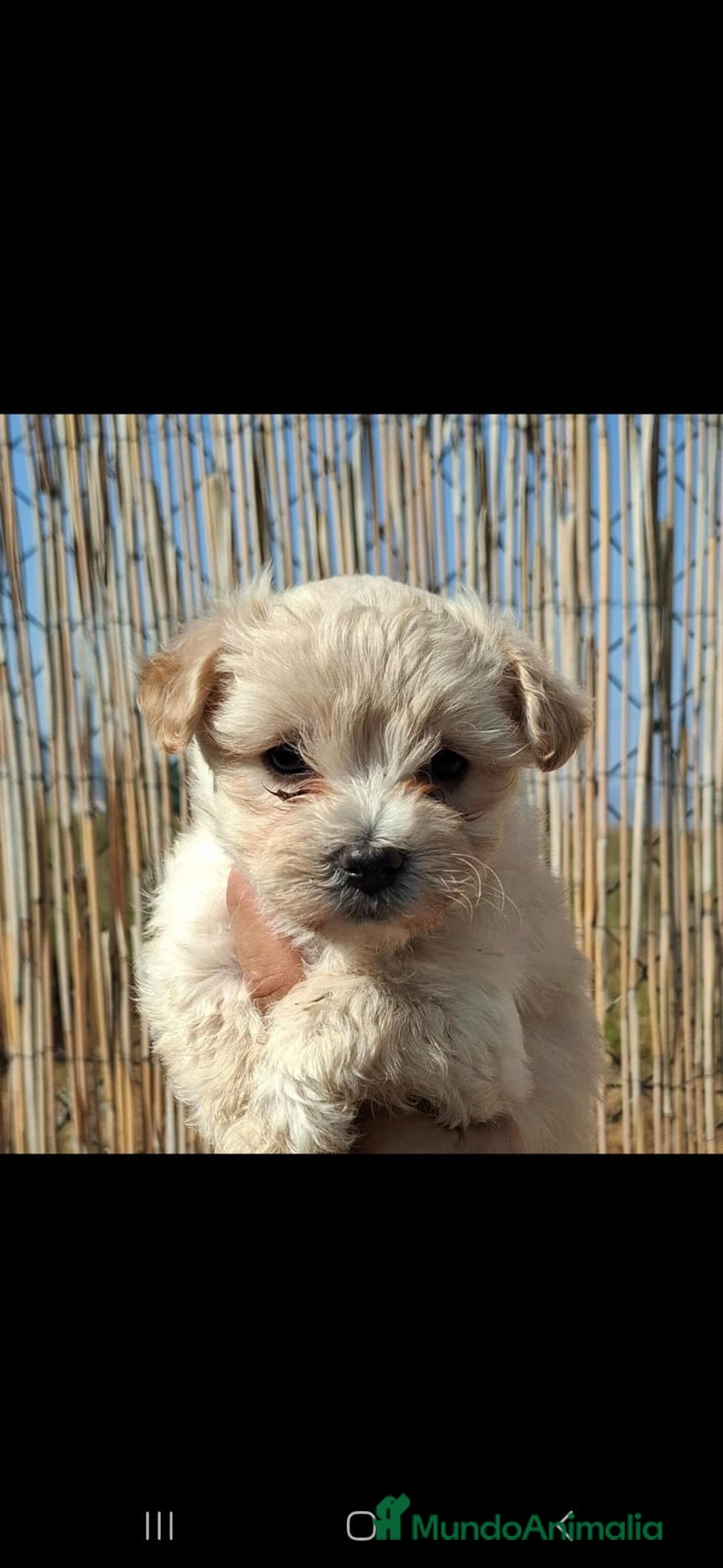 Maltipoo perros en venta: Maltipoo Apricot - Imagen 2
