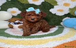 Caniche Toy perros en venta: Caniche Toy Rojo - Imagen 5