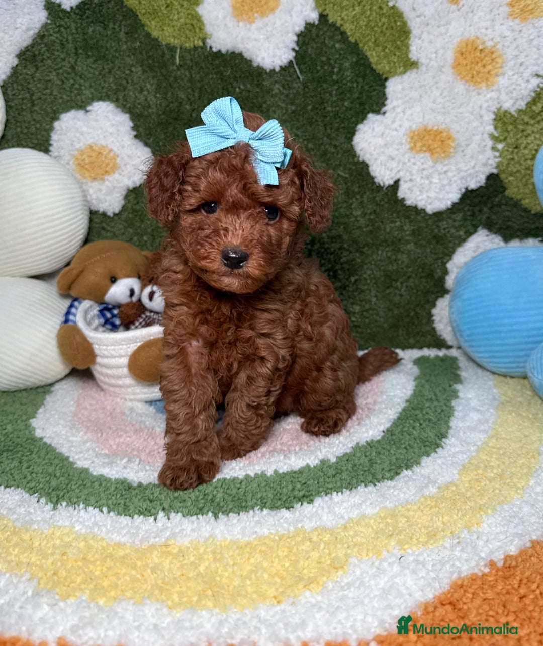 Caniche Toy perros en venta: Caniche Toy Rojo - Imagen 5
