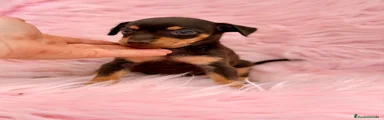 Pinscher Miniatura 3