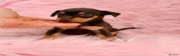 Pinscher Miniatura perros en venta: Minipincher chocolate  - Anuncio 14