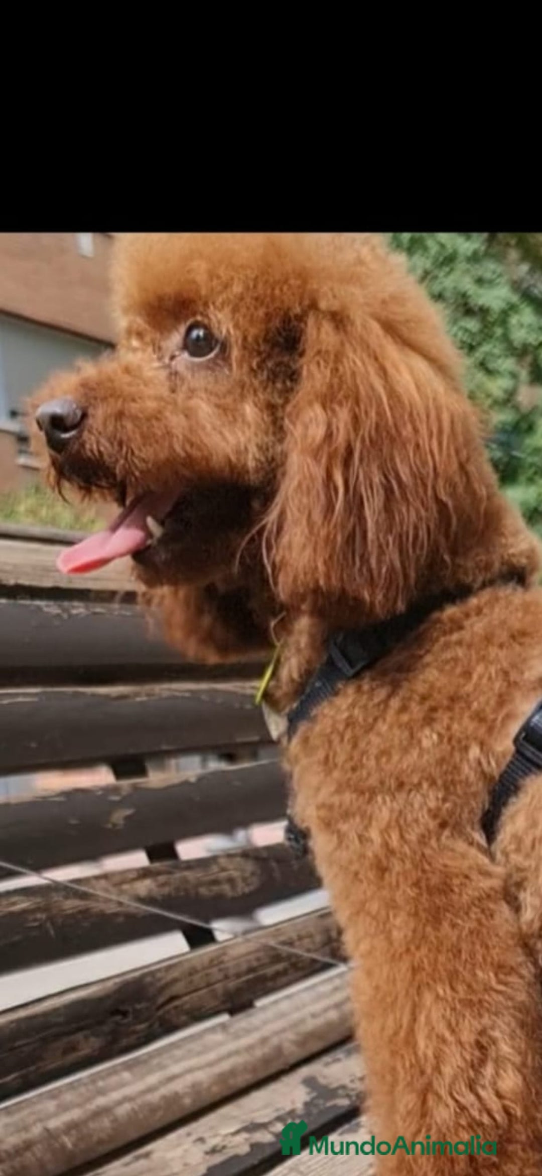 Caniche Toy perros en venta: Caniches madre apricot padre rojo - Anuncio 4