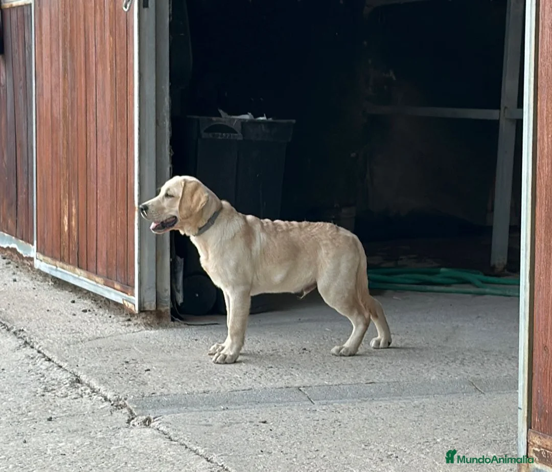 Labrador Retriever perros en venta: Se busca nuevo hogar para labrador retriever  - Anuncio 1