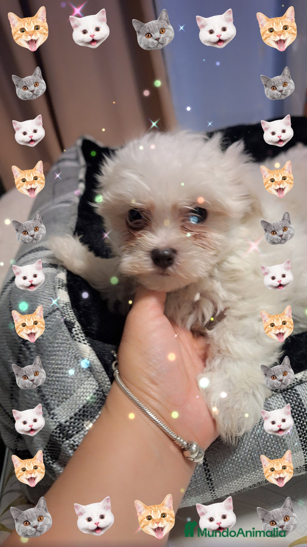 Bichón Maltés perros en venta: Bichón maltés  - Anuncio 5