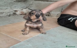 Teckel Miniatura perros en venta: TECKEL MINIATURA - Imagen 1
