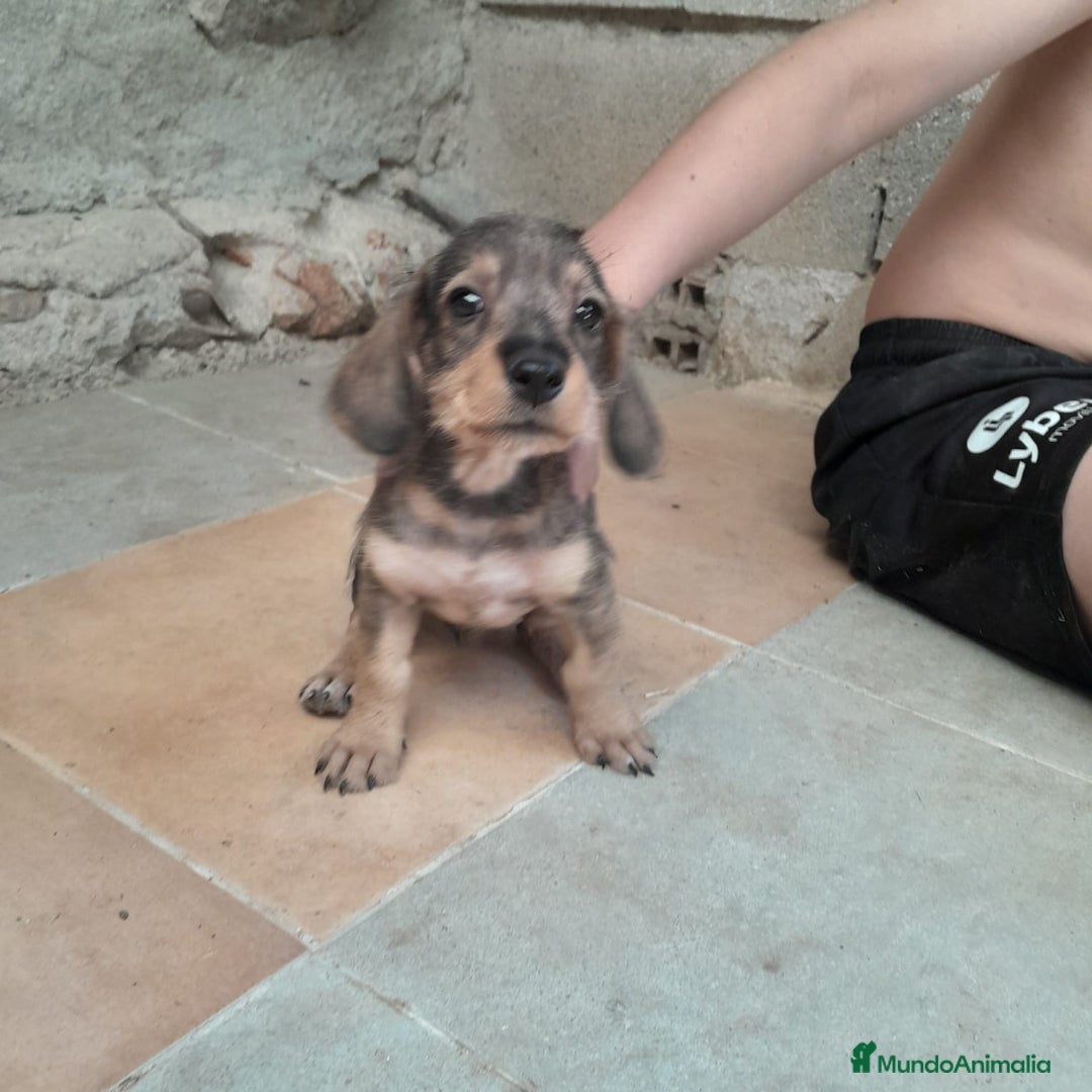 Teckel Miniatura perros en venta: TECKEL MINIATURA - Imagen 1