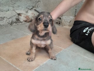 Teckel Miniatura perros - Anuncio 4