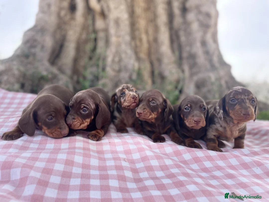 Teckel Miniatura perros en venta: Cachorros Teckel miniatura  - Anuncio 2