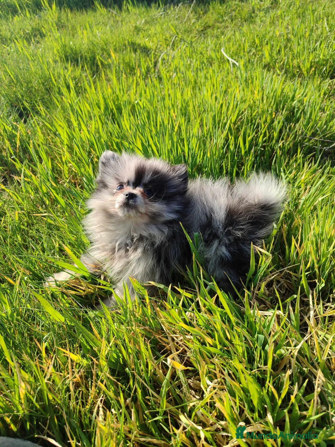 Pomerania perros en venta: Pomerania merle mini  - Anuncio 2