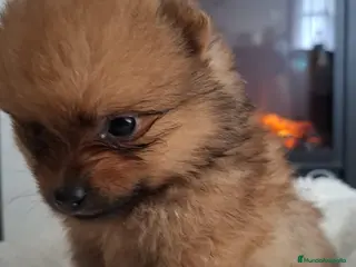 Pomerania perros POMERANIA POMERANIA POMERANIA - Anuncio 1