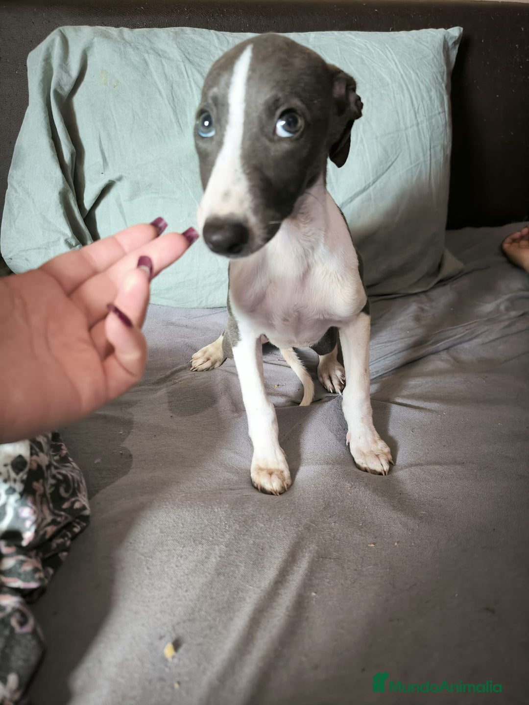 Whippet perros en venta: Whippet Macho - Imagen 7