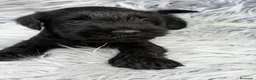 Schnauzer Miniatura perros en venta: SCHNAUZER MINIATURA NEGRO - Anuncio 6