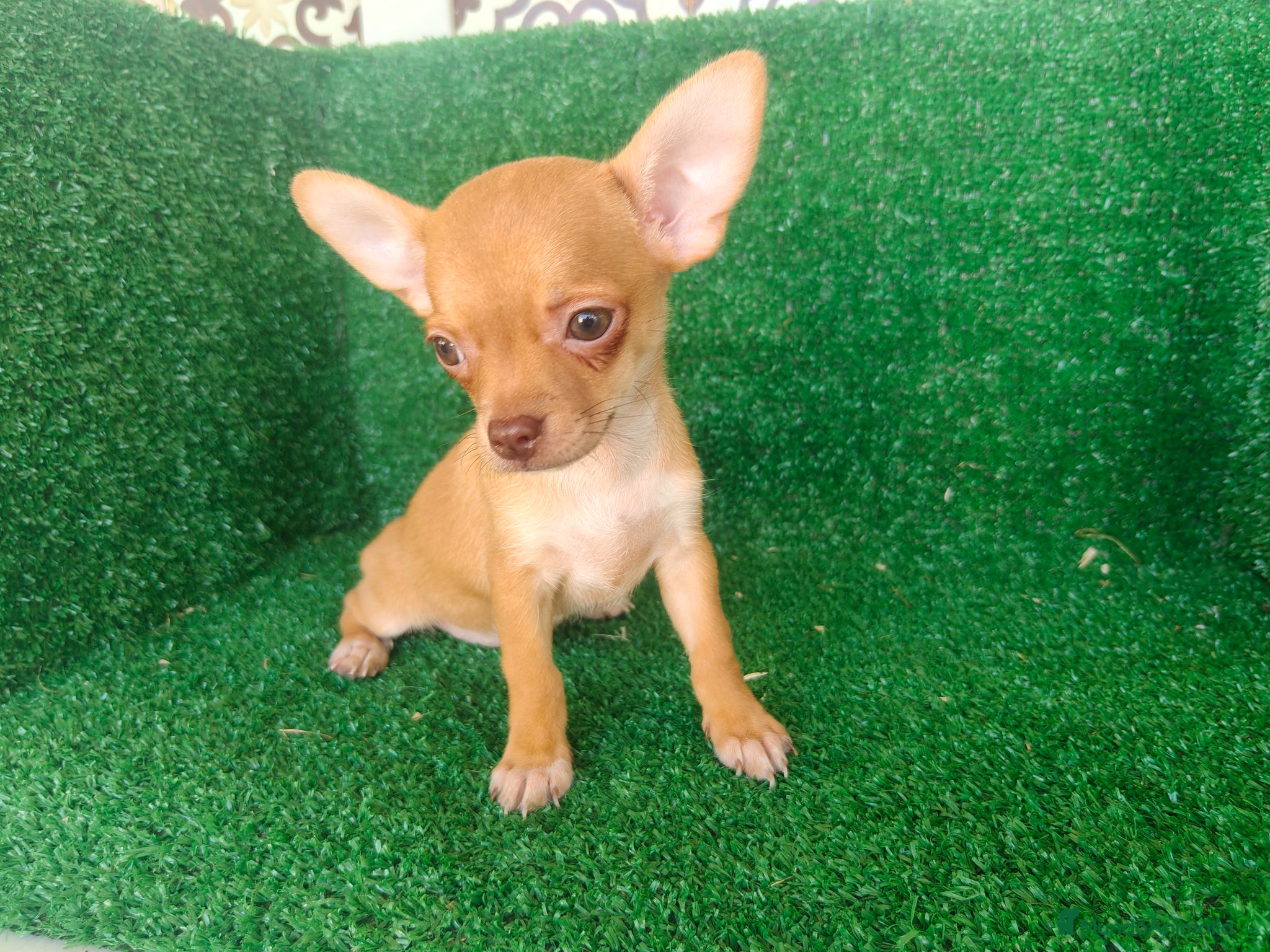 Chihuahua perros en venta: Chihuahua  - Anuncio 4