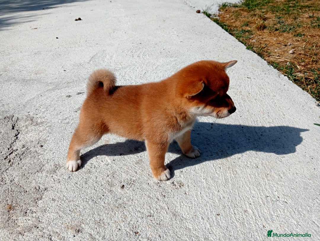 Shiba Inu perros en venta: Cachorros de shiba inu  - Imagen 2