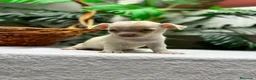 Chihuahua perros en venta: CHIHUAHUA-MACHO - Anuncio 12