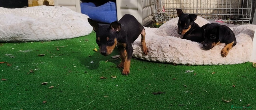 Pinscher Miniatura perros en venta: Mini pinscher negro fuego  - Imagen 3
