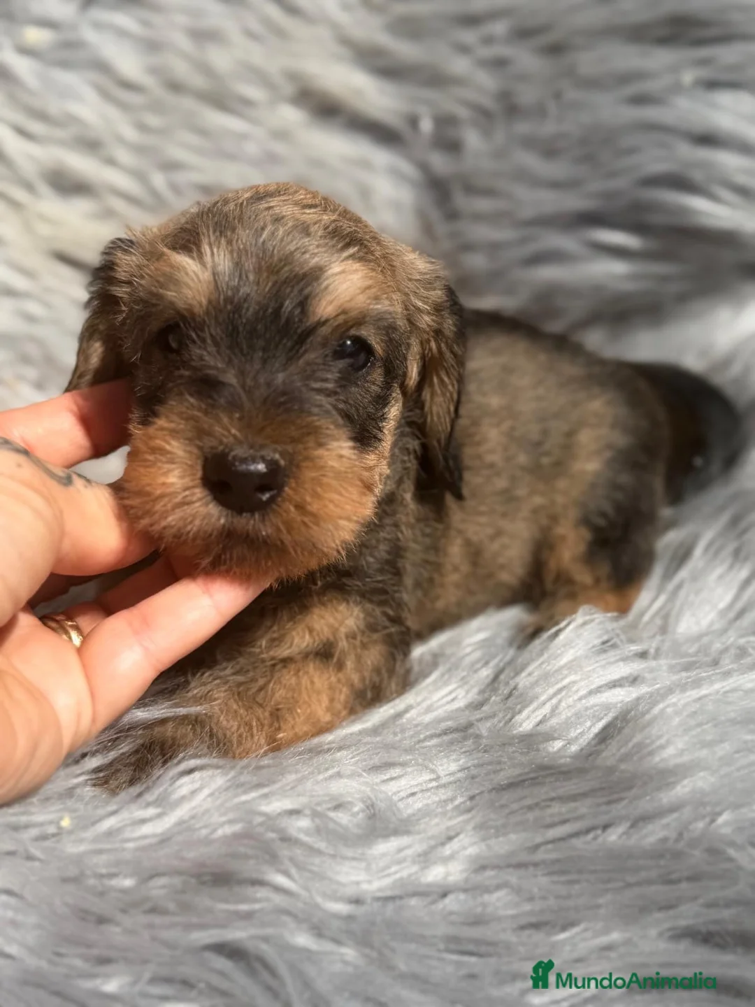 Teckel Miniatura perros en venta: Camada Teckel pelo duro🐾 - Anuncio 1