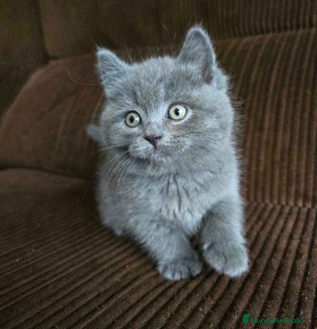 Británico de Pelo Corto Azul gatos en venta: Gatcot.com - Imagen 2