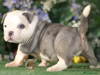 American Bully perros en Sevilla - Anuncio 27