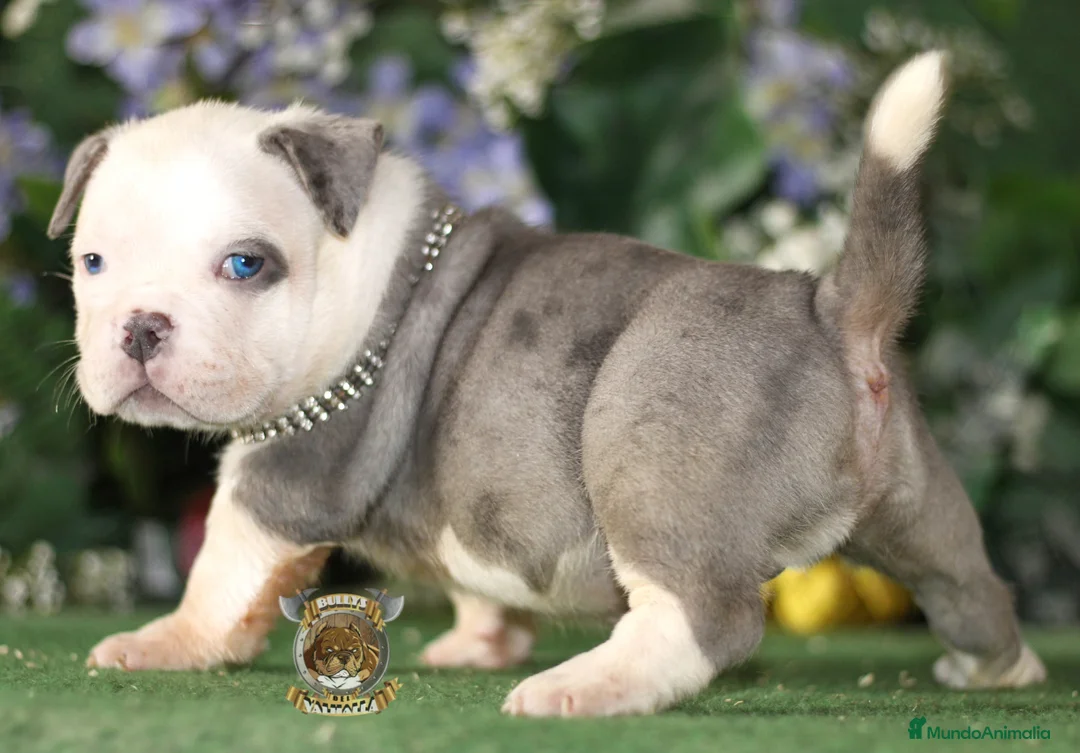 American Bully perros en venta: AMERICAN BULLY CRIADORES  en Sevilla - Anuncio 1
