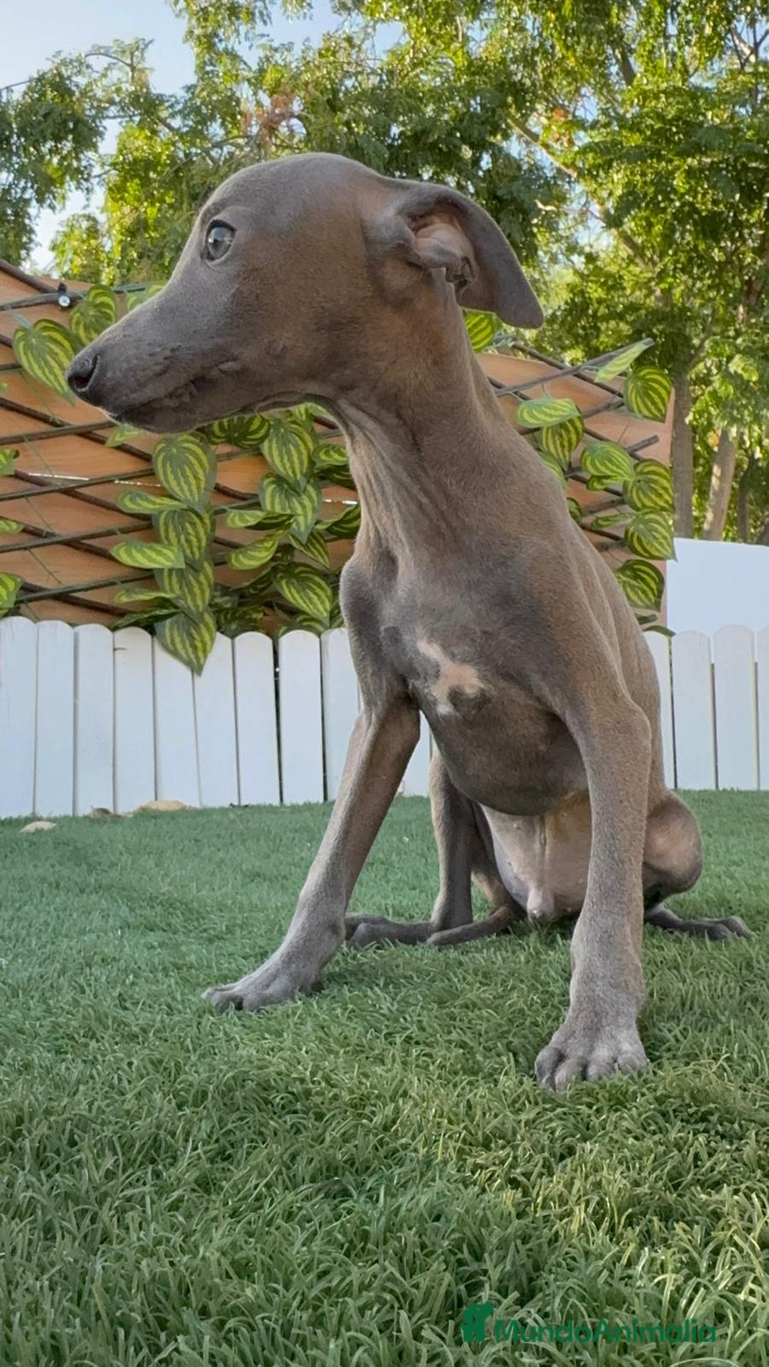 Pequeño Lebrel Italiano perros en venta: PICCOLO BLUE - Imagen 11