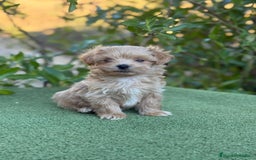 Maltipoo perros en venta: Precioso Maltipoo Toy macho apricot para entregar - Imagen 2