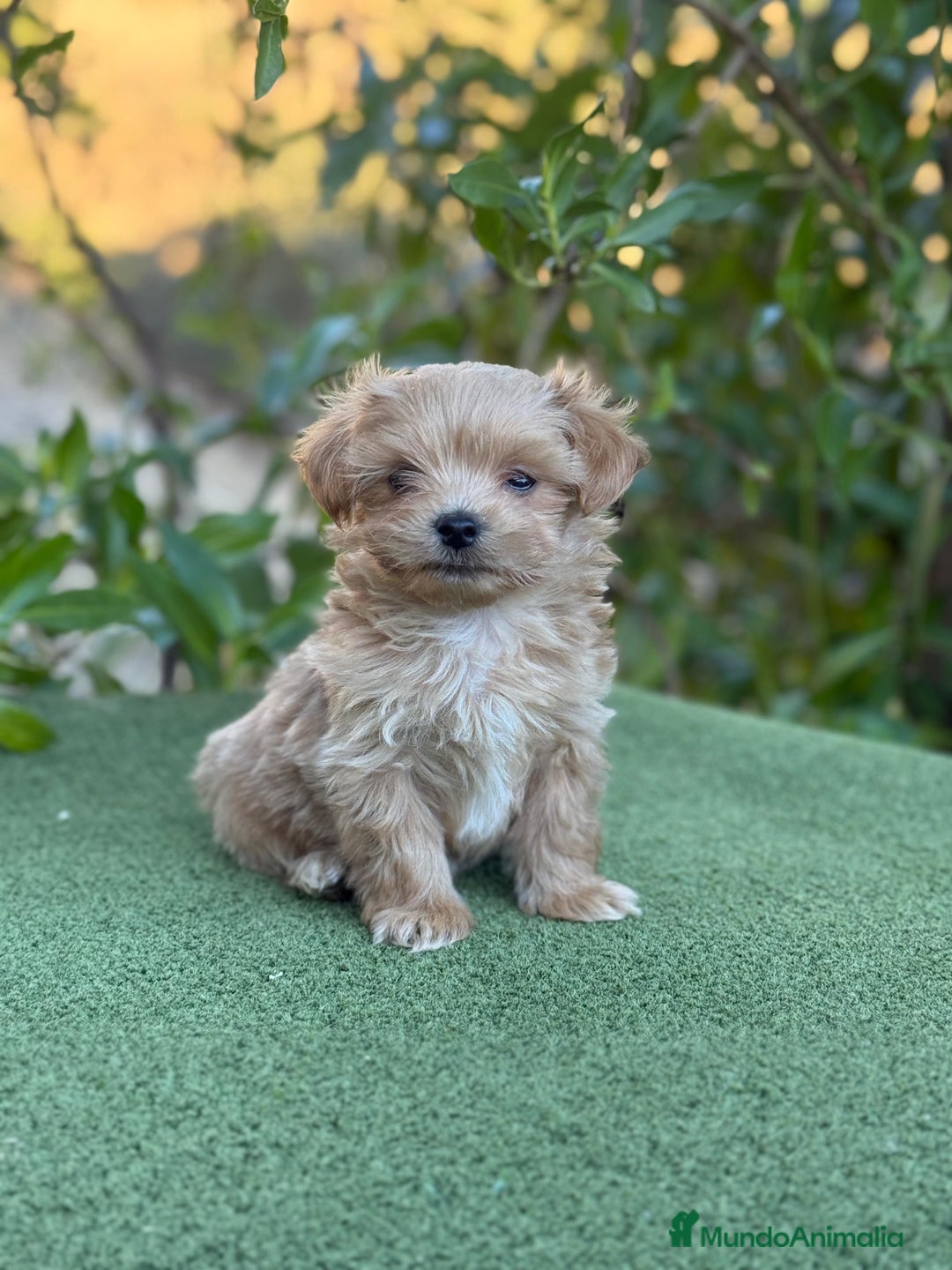 Maltipoo perros en venta: Precioso Maltipoo Toy macho apricot para entregar - Imagen 2