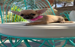 Chihuahua perros en venta: Chihuahua Hembra disponible!!!!! - Imagen 4