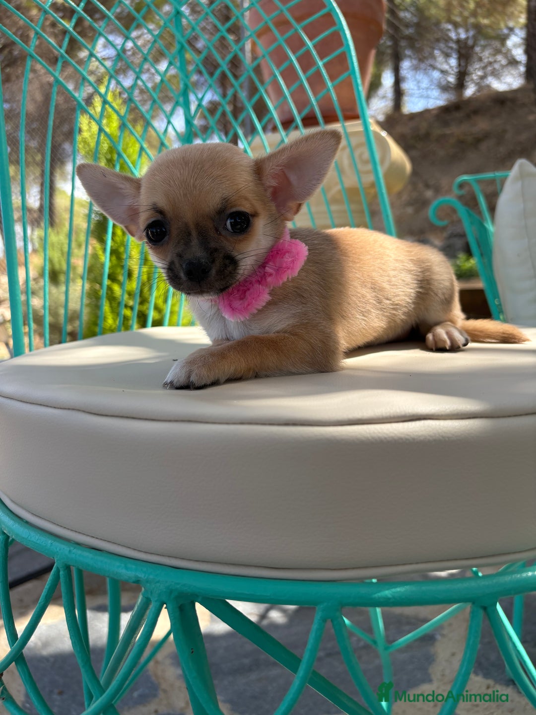 Chihuahua perros en venta: Chihuahua Hembra disponible!!!!! - Imagen 4